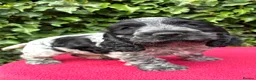 Cocker Spaniel dogs for sale: Show Type Cocker Spaniel Blue Roan - Advert 3