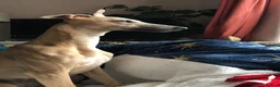Whippet dogs for sale: Fawn Whippet puppys - Advert 3