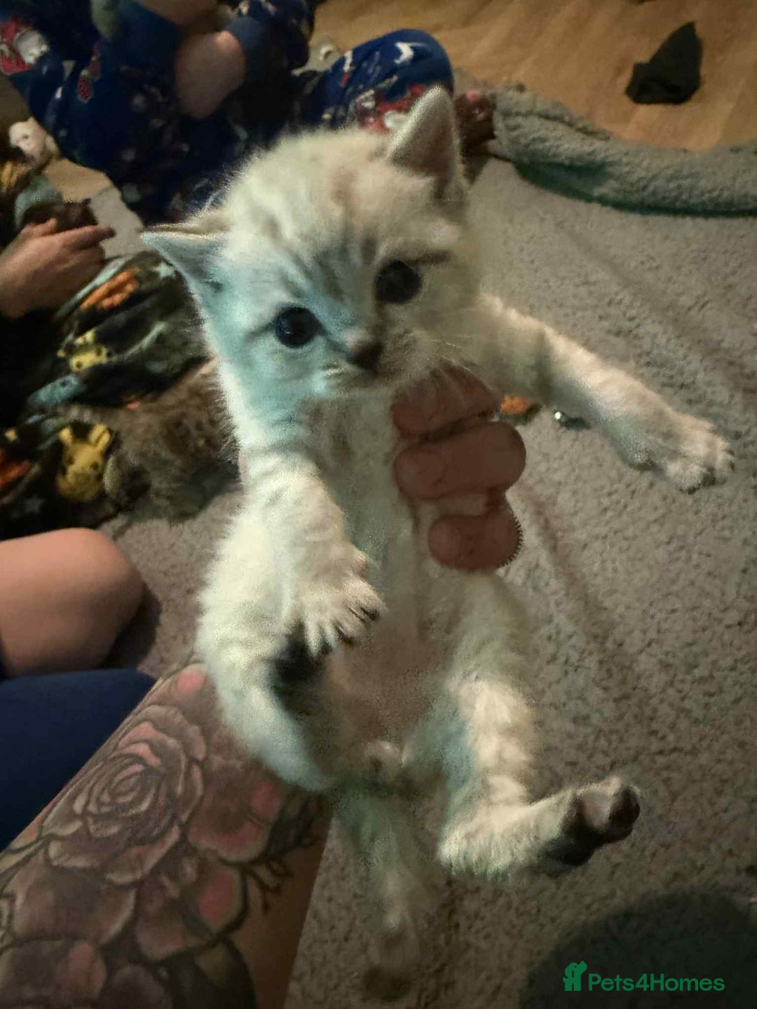 British Shorthair cats for sale: British shorthair kittens  - Advert 3