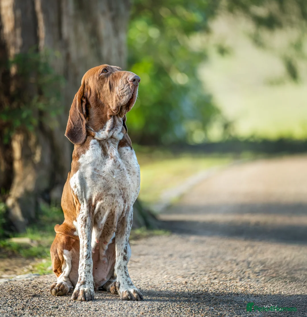 Bracco Italiano dogs for sale: One female puppy available for reservation  - Advert 3
