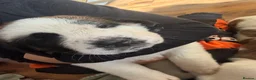 Saint Bernard dogs for sale: Exceptional St Bernard Puppies - Advert 30