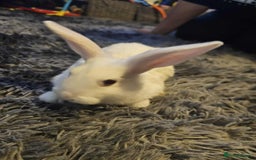 Mixed Breed rabbits for sale: Baby bunny’s - Image 4