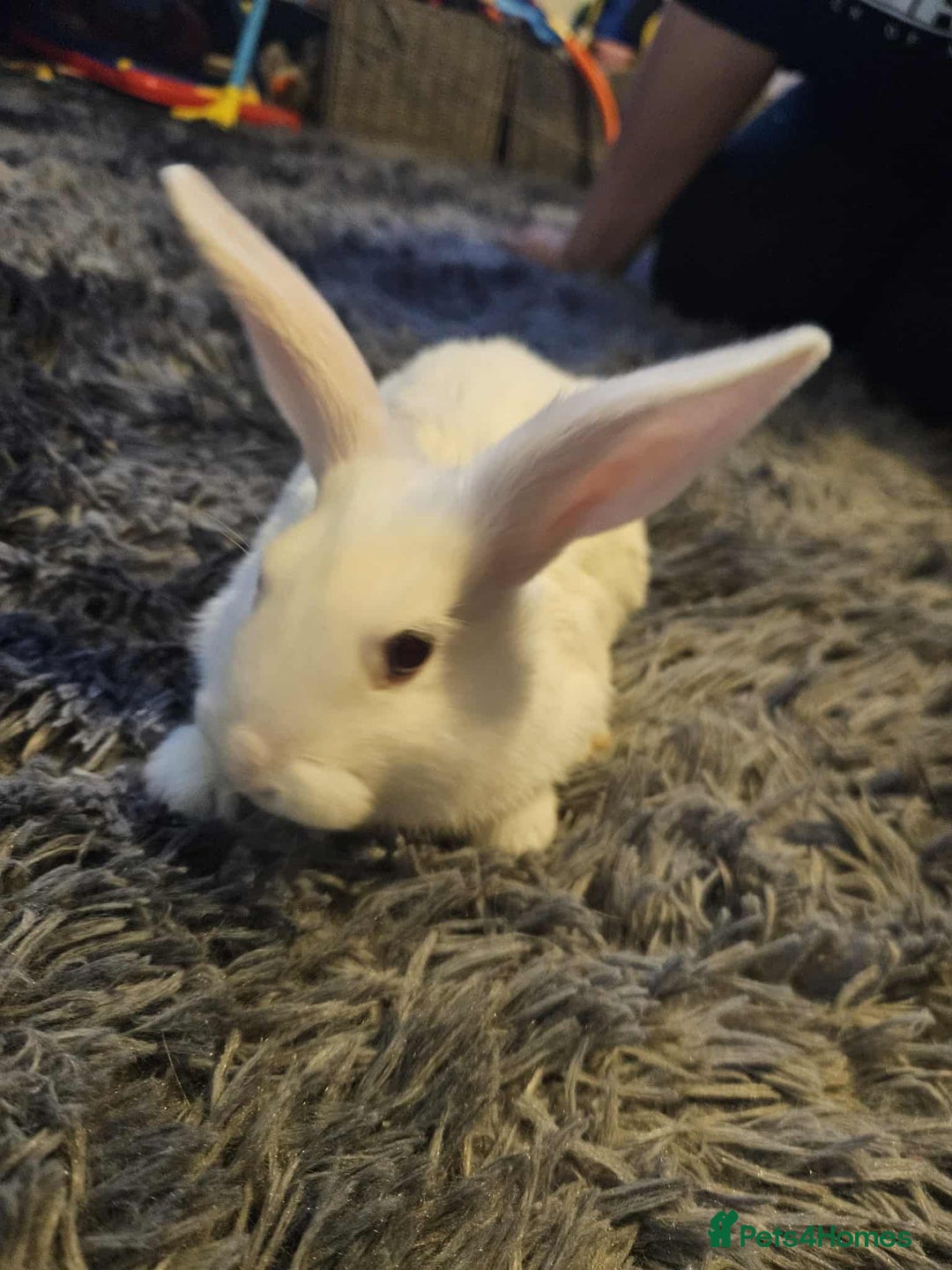 Mixed Breed rabbits for sale: Baby bunny’s - Image 4