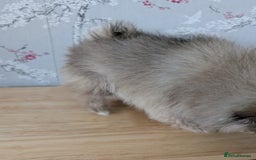 Pomeranian dogs for sale: Beautiful pups - Image 28