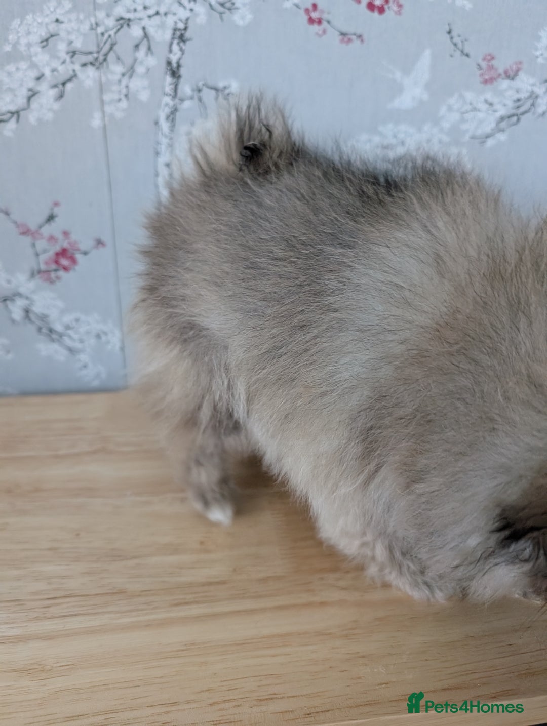 Pomeranian dogs for sale: Beautiful pups - Image 28