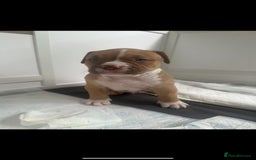 American Bully dogs for sale: Puppies American pocket bully - Image 9