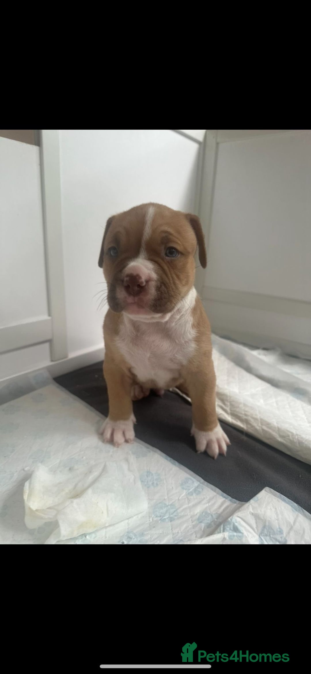 American Bully dogs for sale: Puppies American pocket bully - Image 9