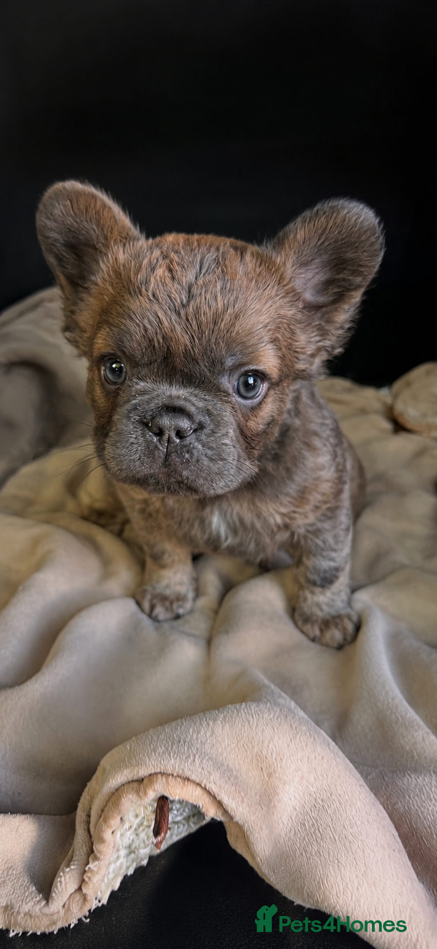French Bulldog dogs READY NOW ! Quality Fluffy French Bulldog Puppies  - Advert 1