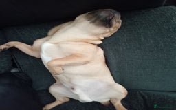 Mixed Breed dogs for sale: French bulldog cross Alsatian - Advert 2