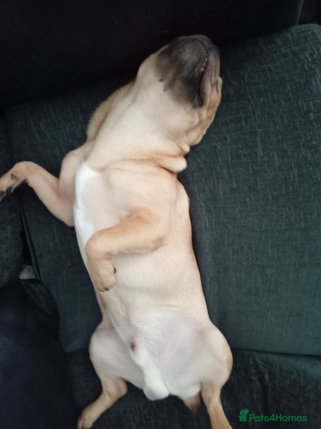 Mixed Breed dogs for sale: French bulldog cross Alsatian - Advert 2