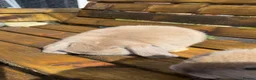 Dwarf Lop rabbits for sale: Dwarf lop babies - Advert 5
