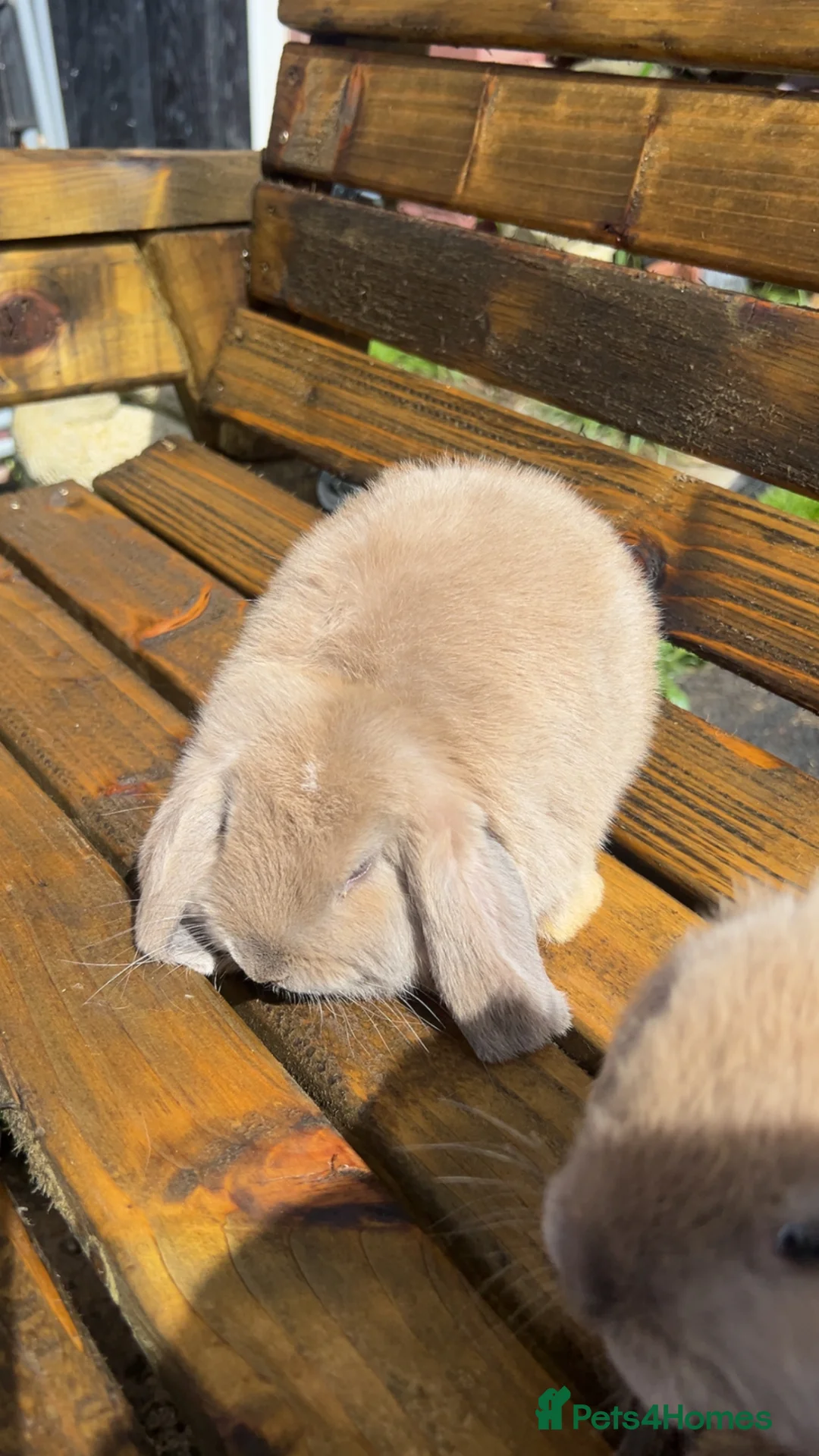 Dwarf Lop rabbits for sale: Dwarf lop babies - Advert 5