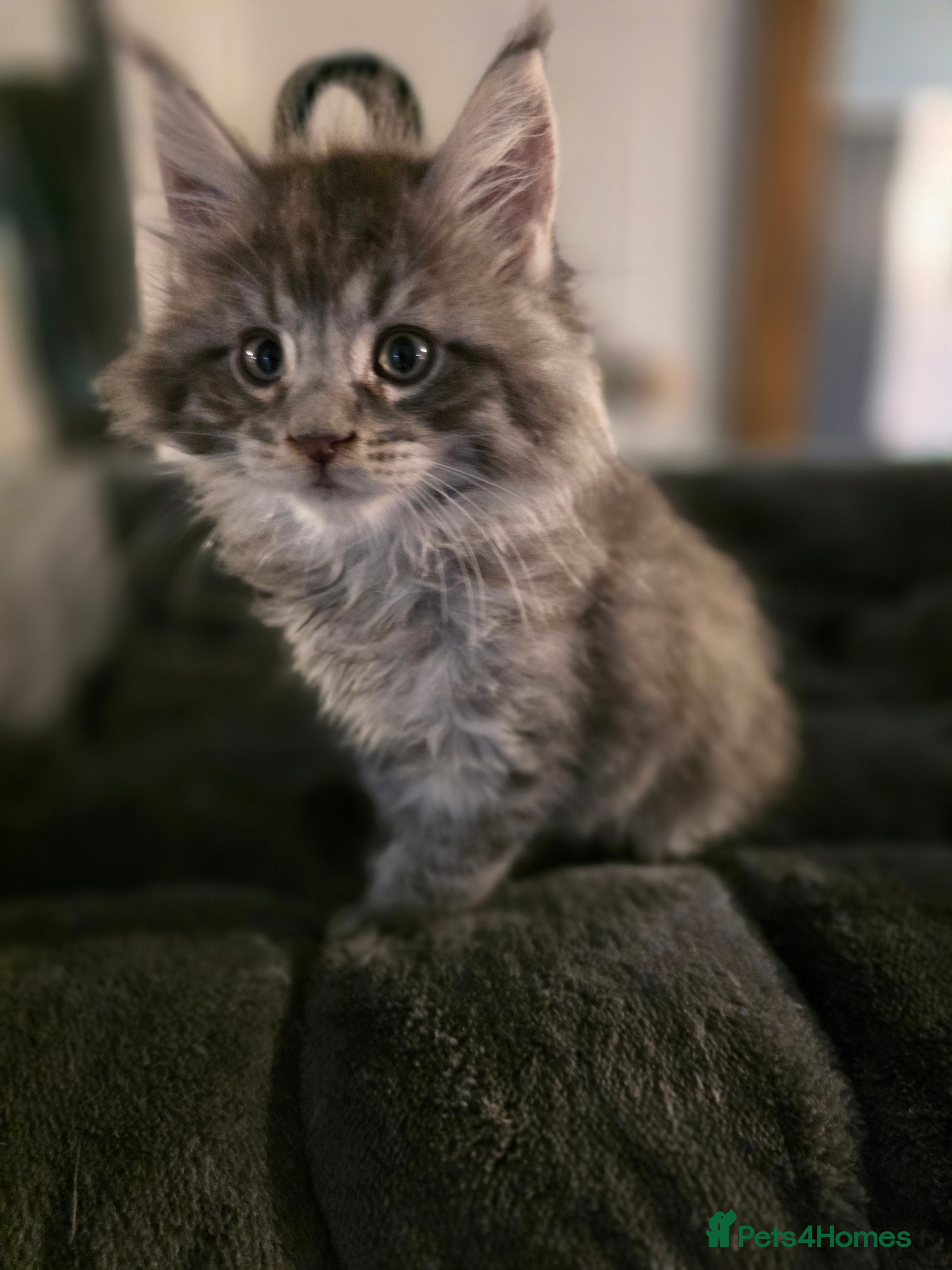 Maine Coon cats Beautiful blue tabby boy  - Advert 7