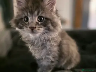 Maine Coon cats Beautiful blue tabby boy - Advert 15