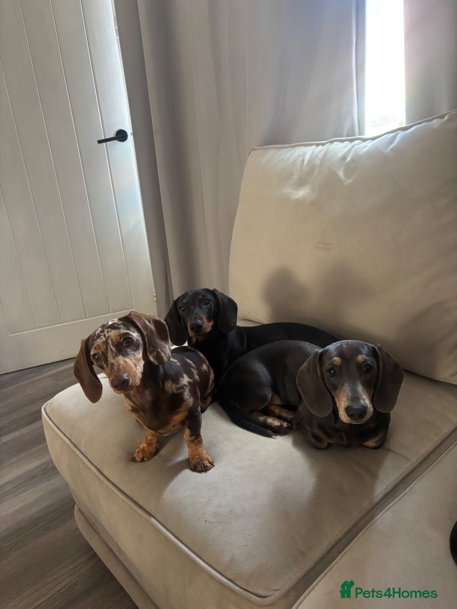 Miniature Dachshund dogs Miniature Dachshund puppies - Advert 2