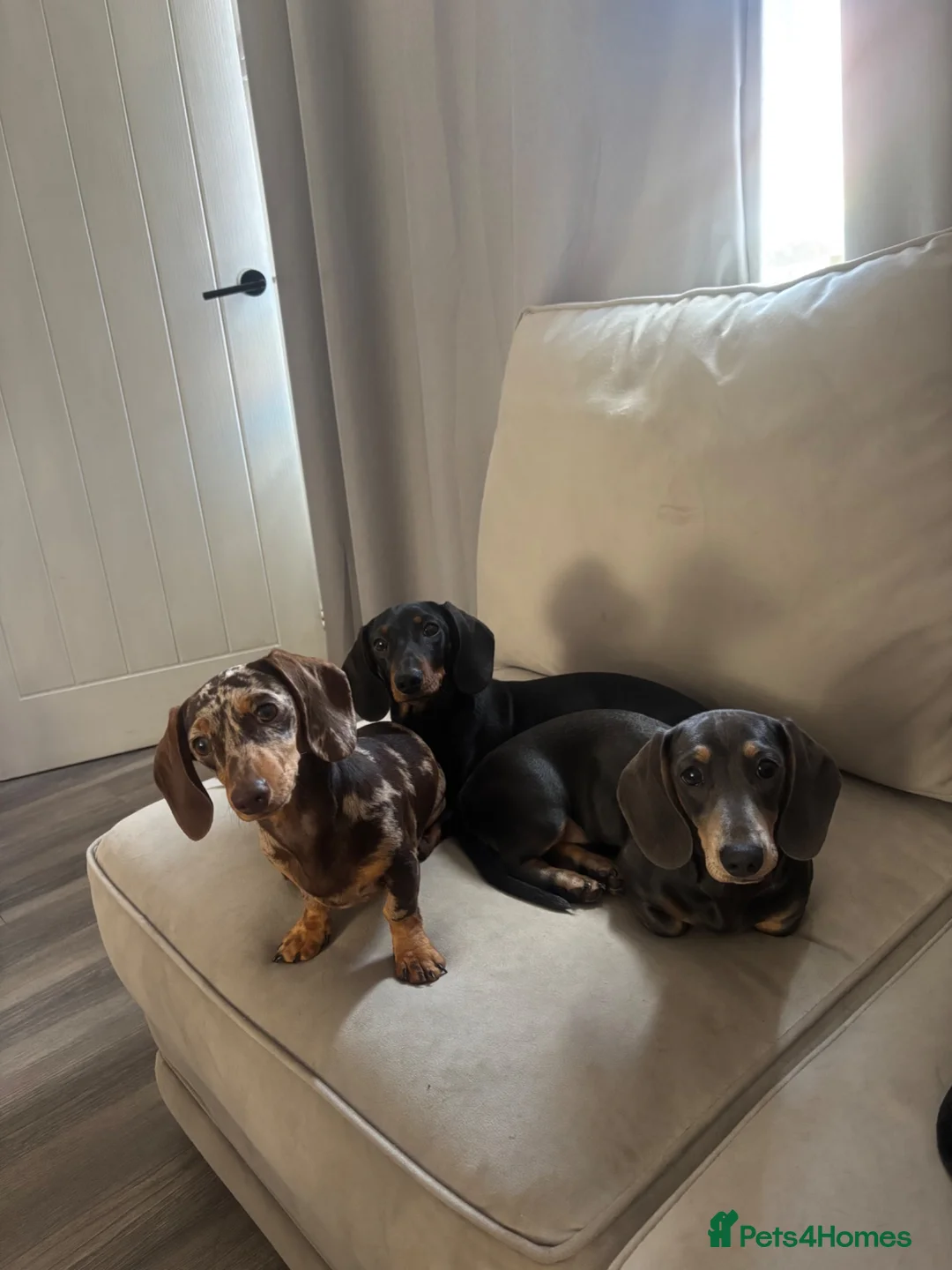 Miniature Dachshund dogs for sale: Miniature Dachshund puppies - Advert 1