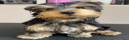 Yorkshire Terrier dogs for sale: KC Registered Yorkshire Terrier Puppies  - Advert 3