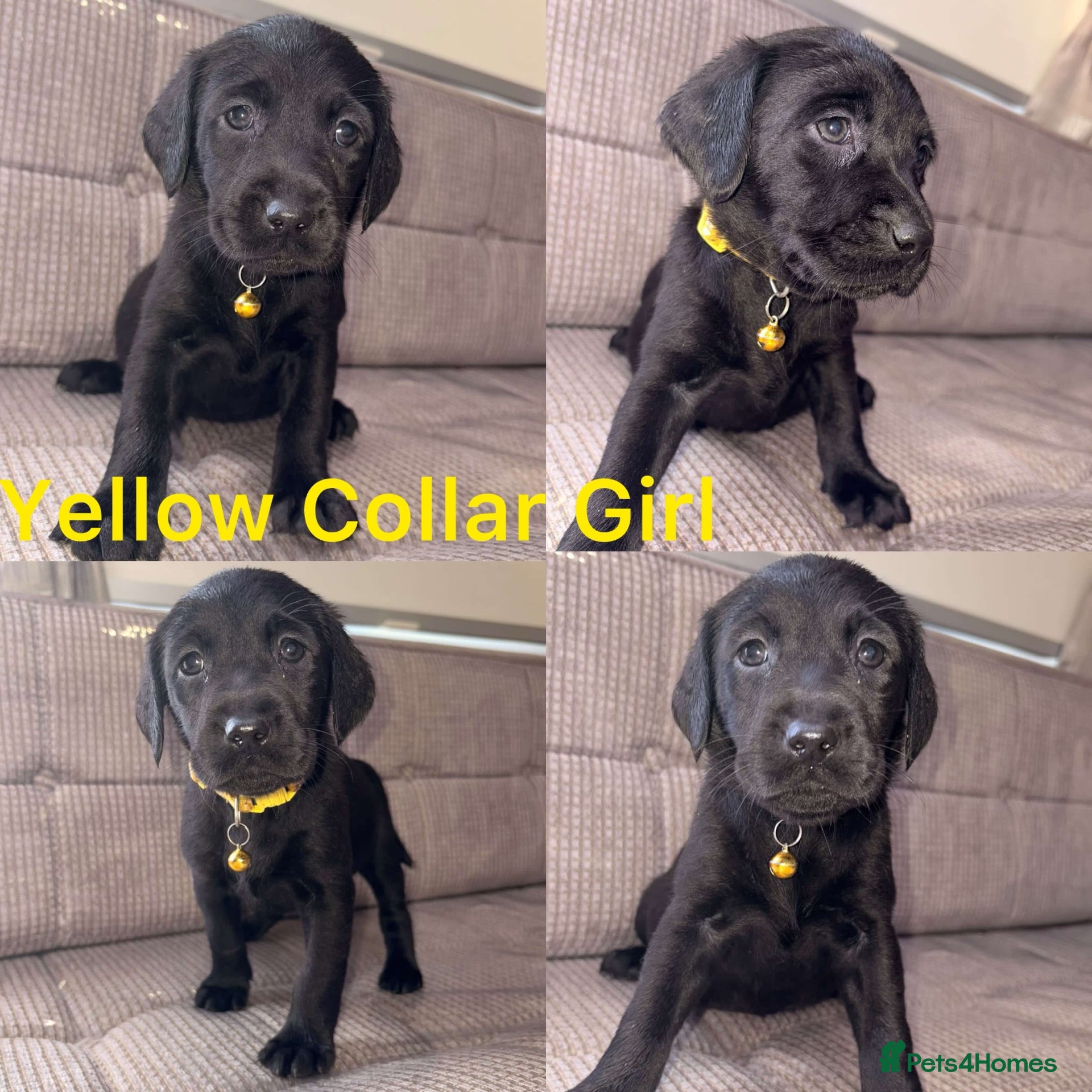 Labrador Retriever dogs Chocolate/Yellow/Black KC Reg Labrador Retrievers  - Advert 1
