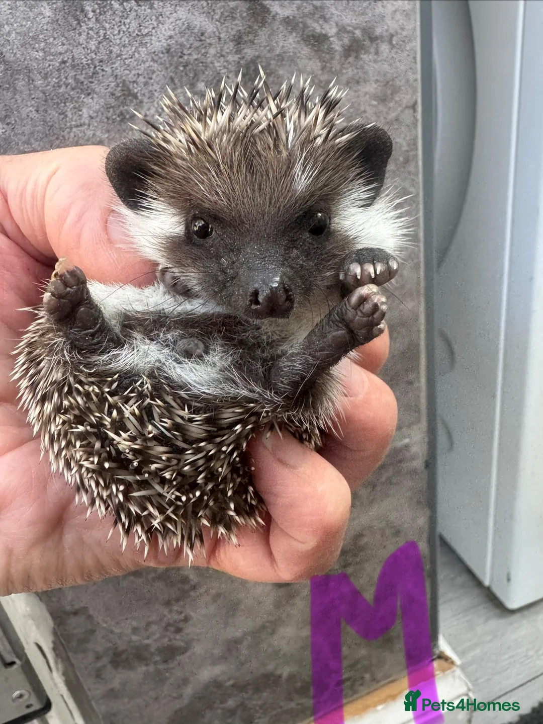 Pygmy Hedgehog rodents for sale: 8wk old APH babies mixed masks/colours setup poss  - Advert 22