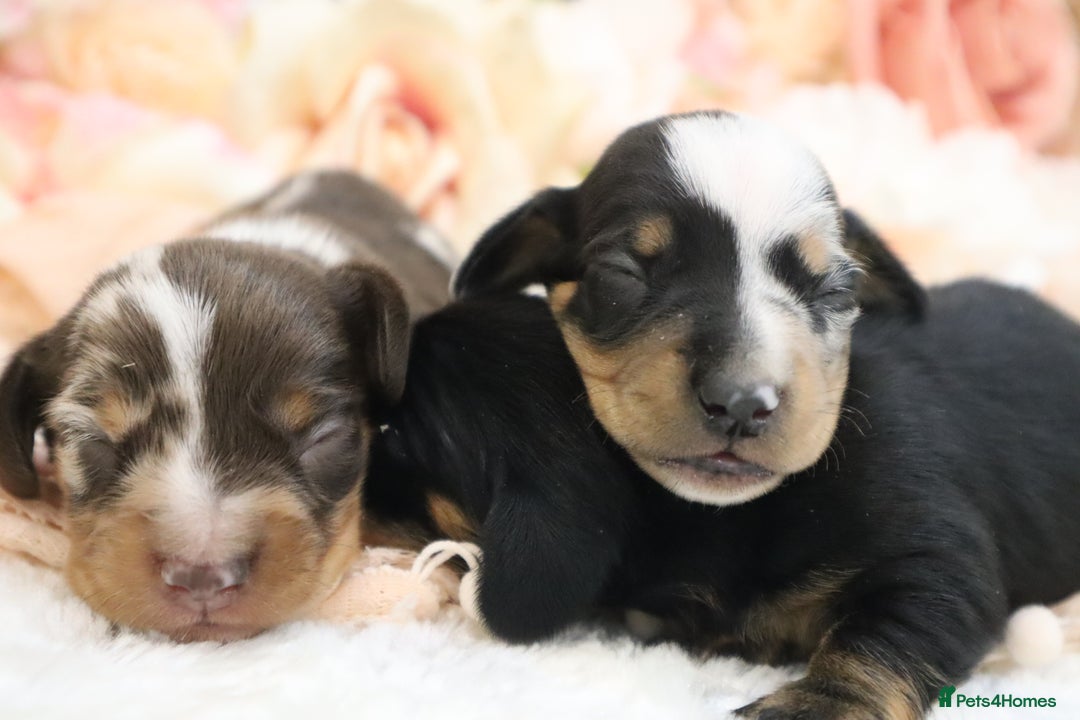 Miniature Dachshund dogs for sale: KC Miniature Dachshund Puppies - Image 23