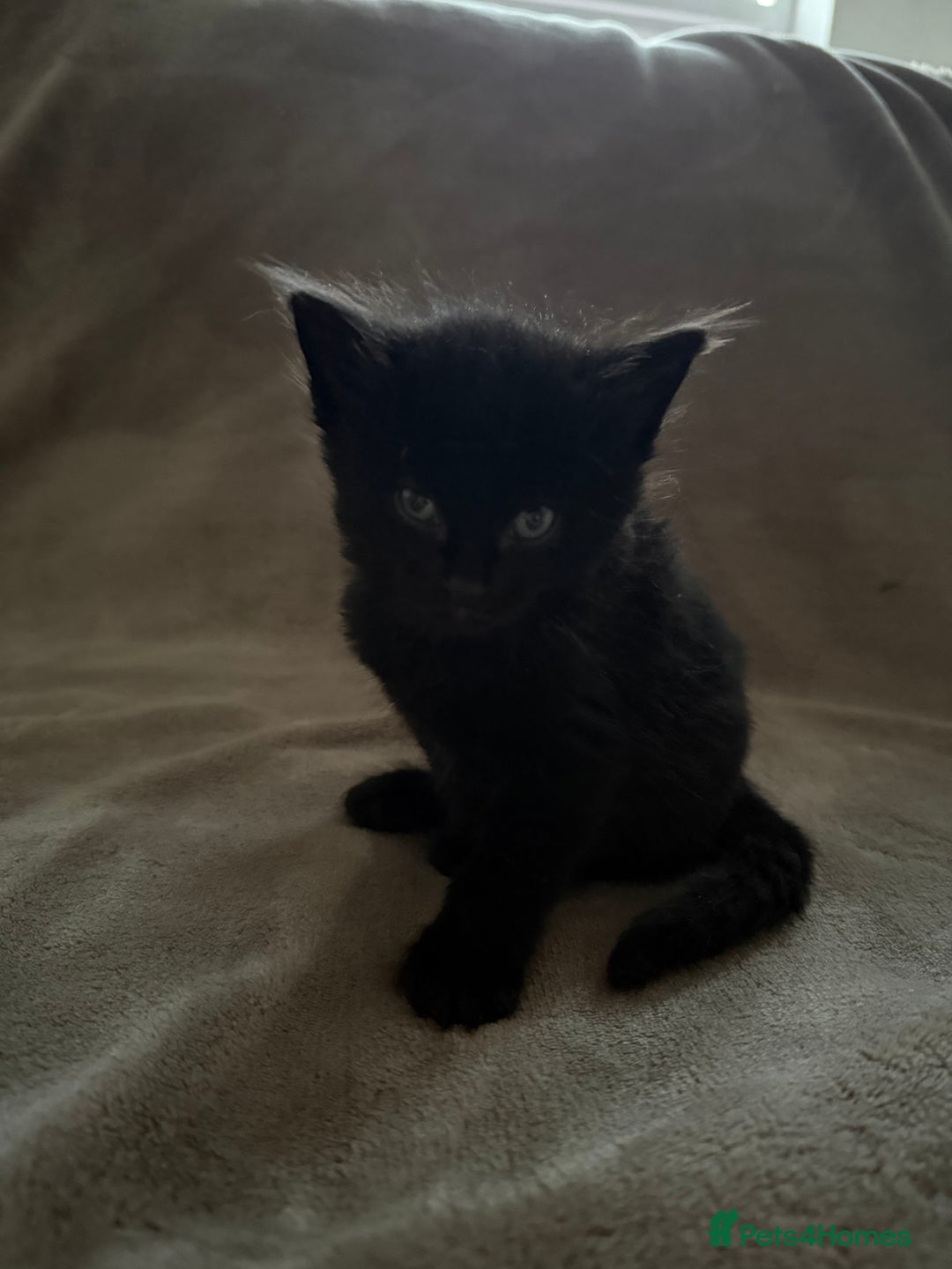 Maine Coon cats for sale: Maine coon x Russian Blue - Image 17