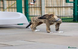 Mixed Breed dogs for adoption: Rosemary - Sweet & Calm - Image 17