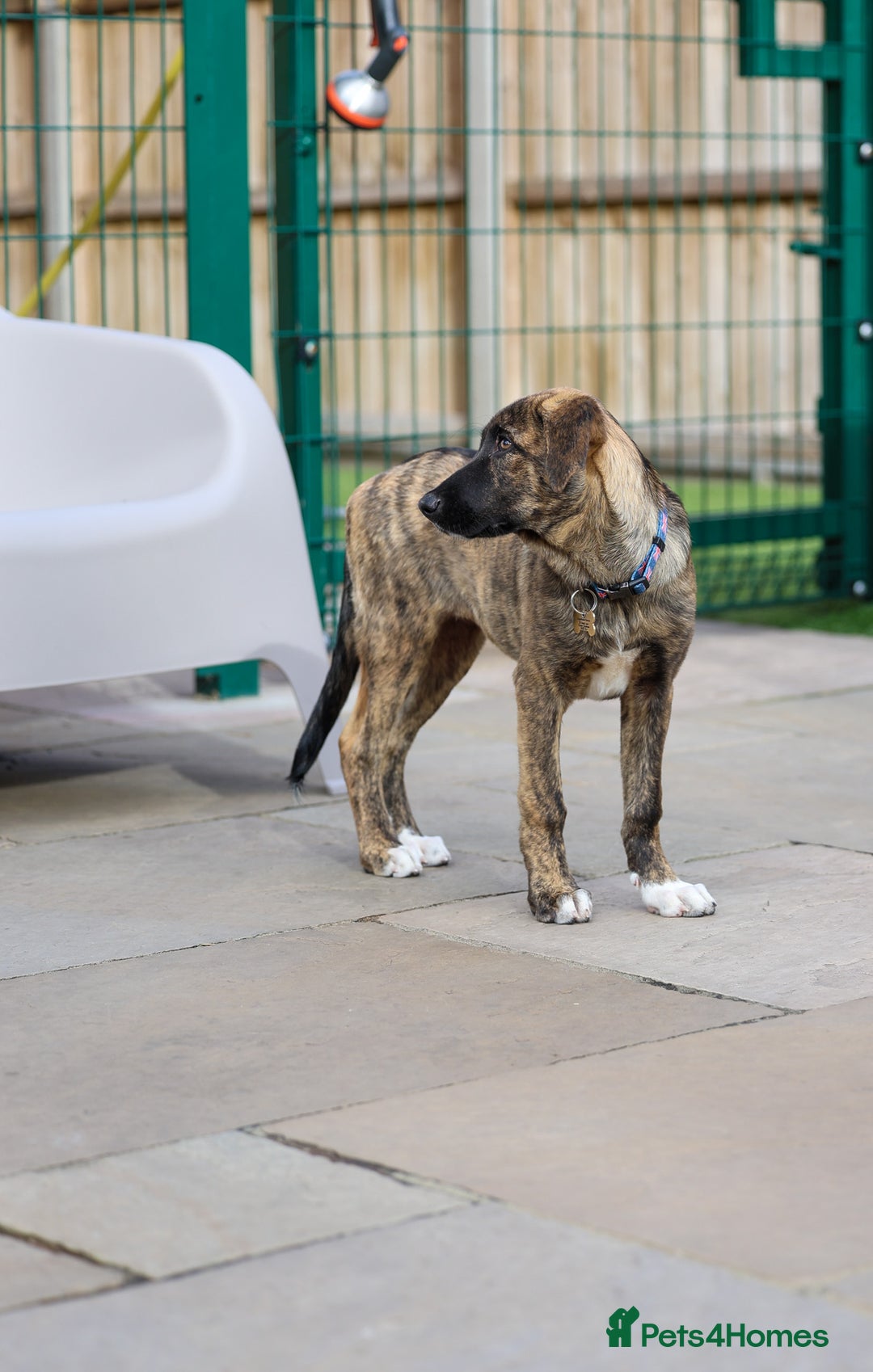 Mixed Breed dogs for adoption: Rosemary - Sweet & Calm - Image 17