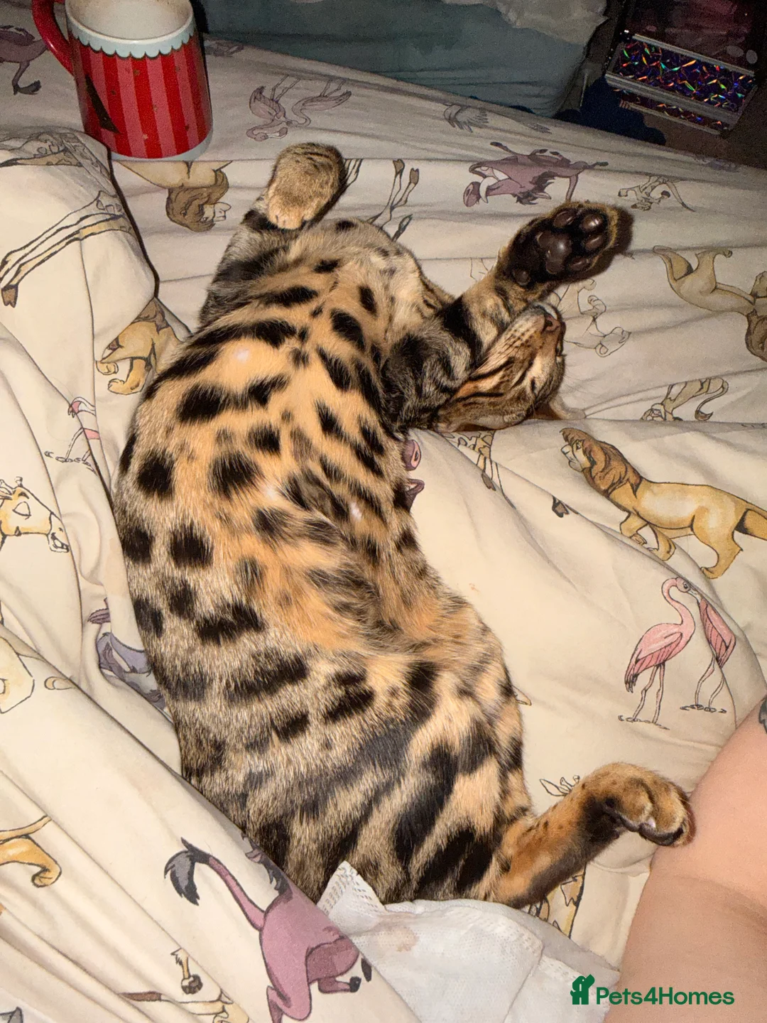 Bengal cats for sale: Male Bengal kitten - Advert 8