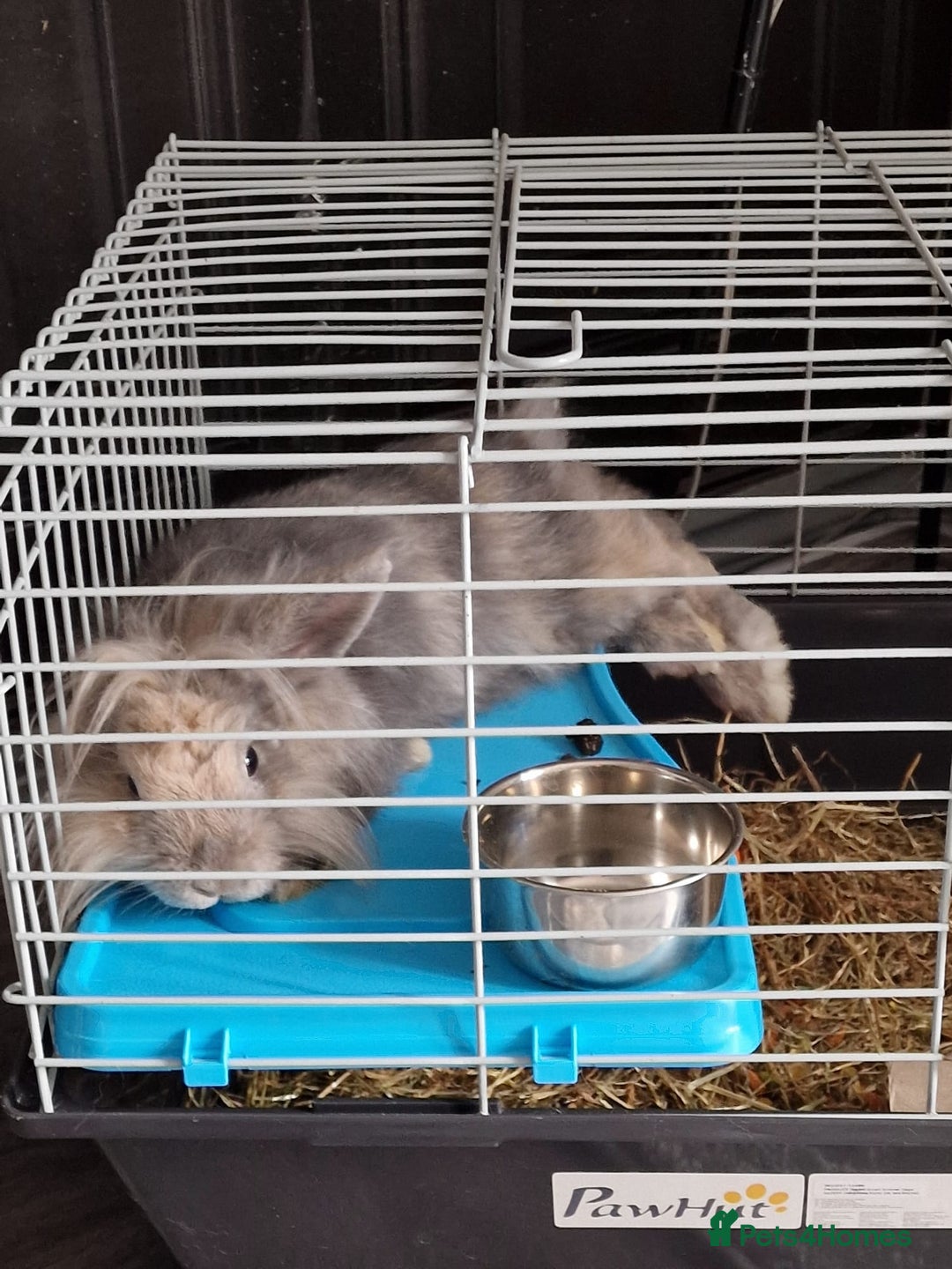 Mini Lion Lop rabbits for sale: Female mini lion lop - Advert 2