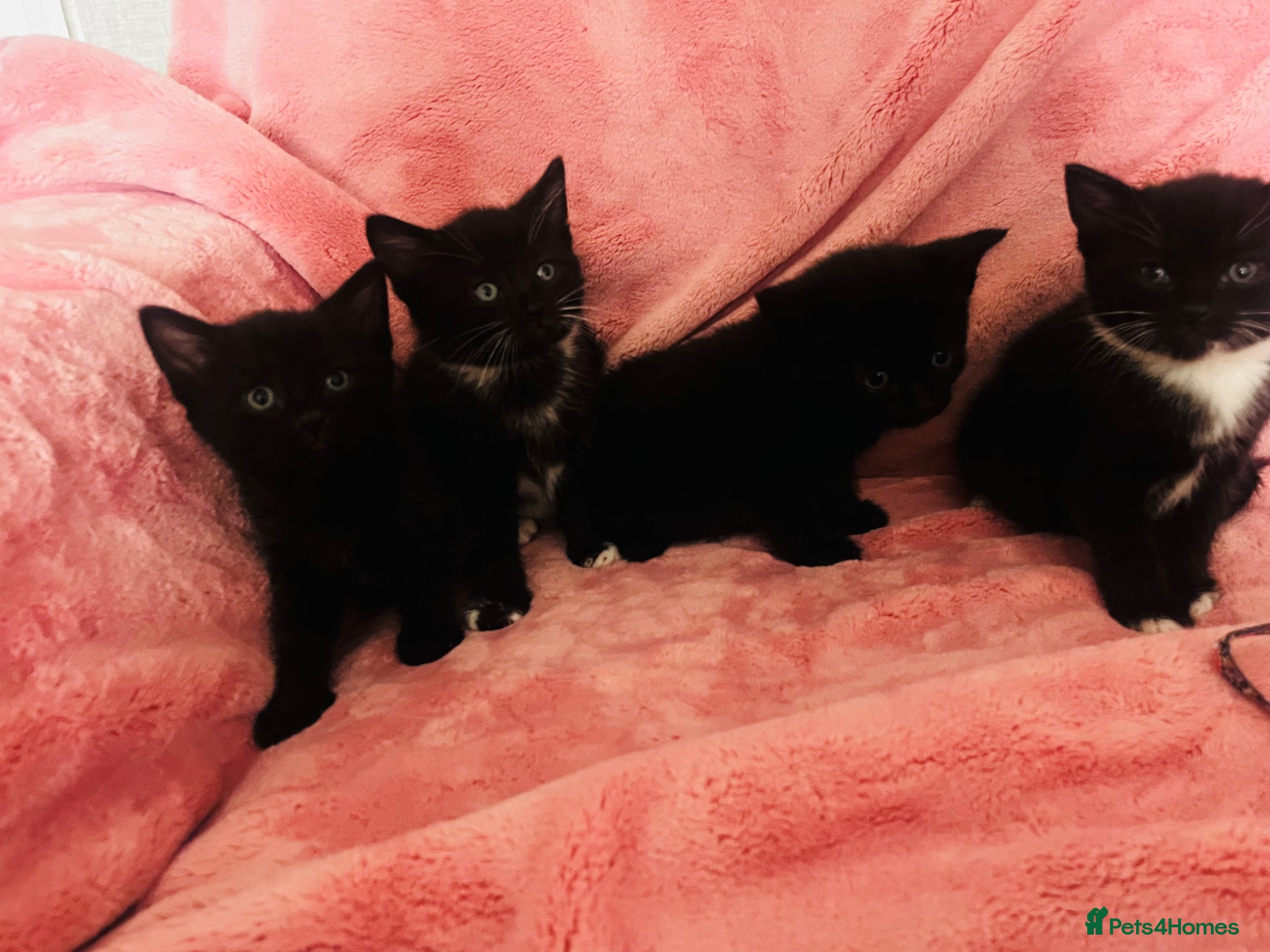 Mixed Breed cats Kittens half Russian blue  - Advert 18