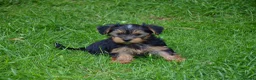 Yorkshire Terrier dogs for sale: Purebred Yorkshire Terrier Puppies Vaccinated  - Advert 5