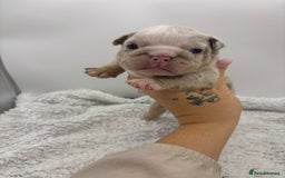 English Bulldog dogs for sale: 10 British Bulldog puppies 🐶  - Image 24