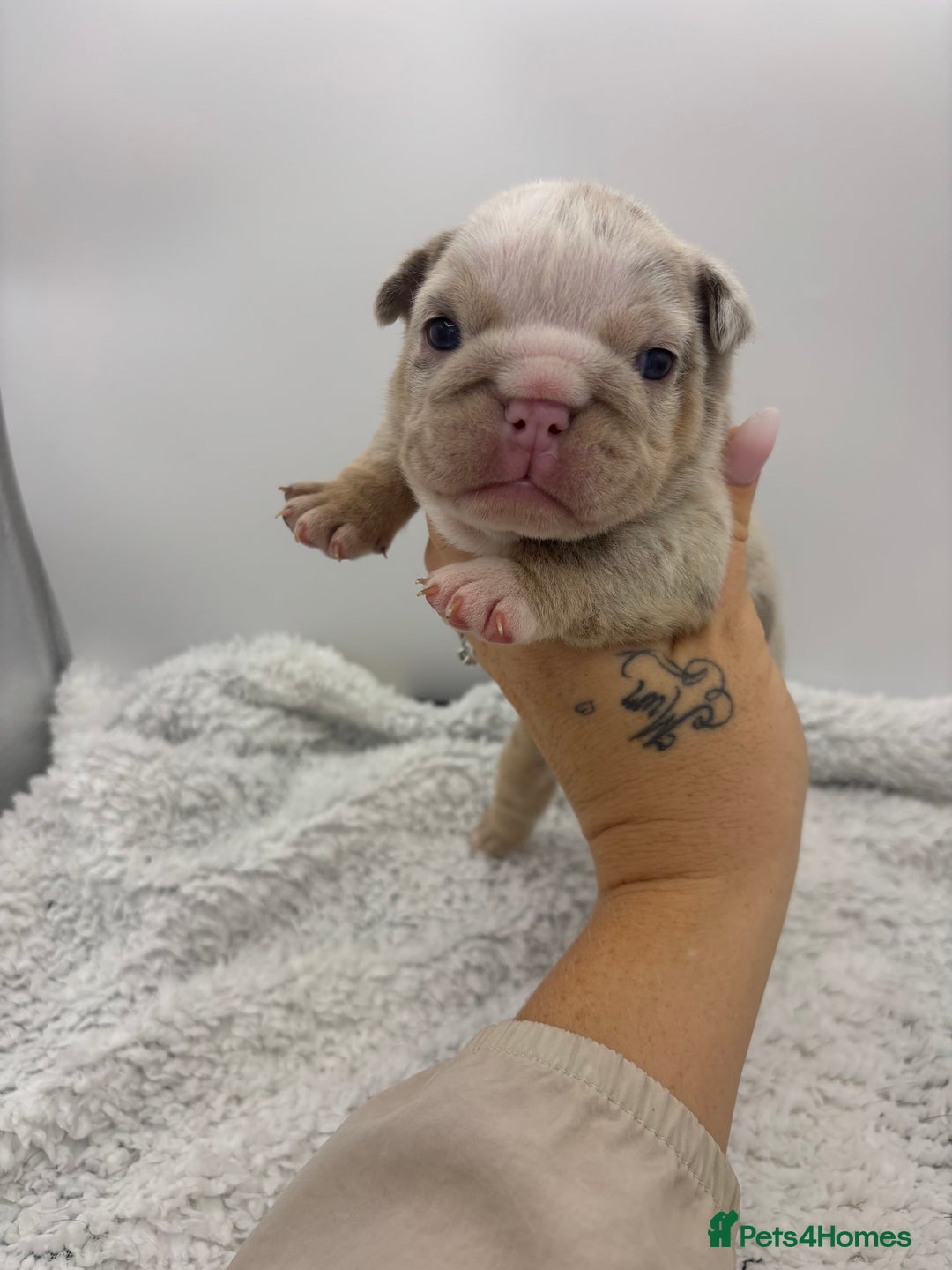 English Bulldog dogs for sale: 10 British Bulldog puppies 🐶  - Image 24