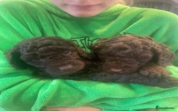 Cockapoo dogs for sale: Six beautiful chocolate F1b cockerpoo babies! - Image 1
