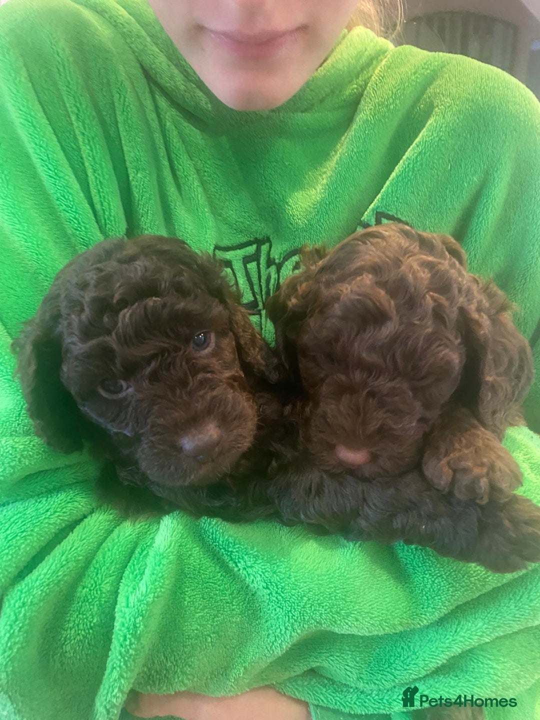 Cockapoo dogs for sale: Six beautiful chocolate F1b cockerpoo babies! - Image 1