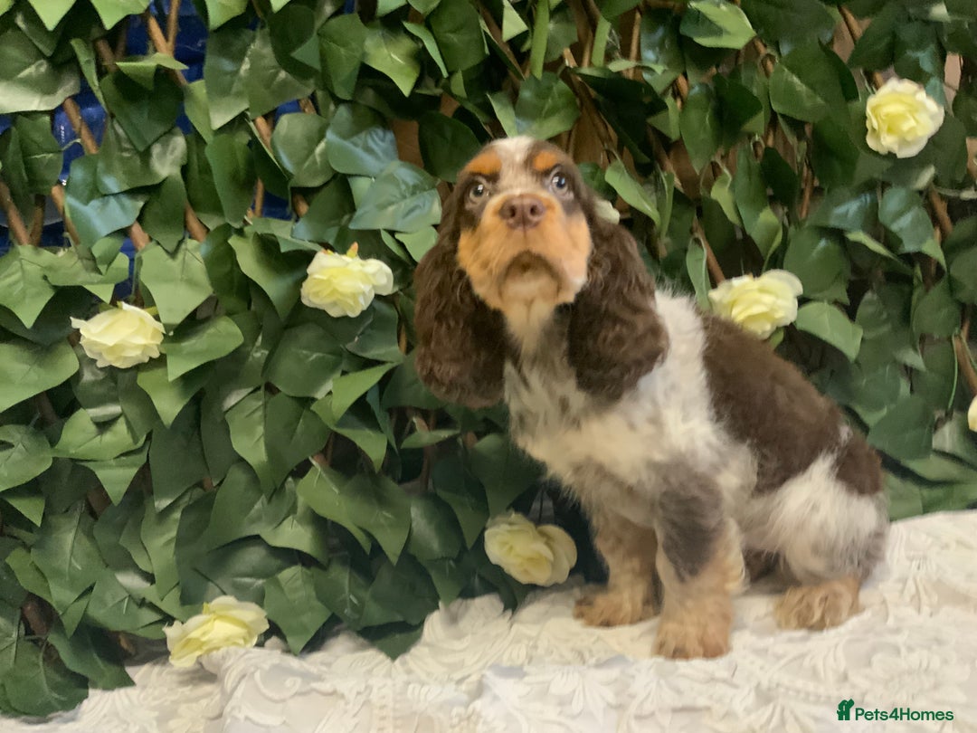 Cocker Spaniel dogs for sale: Show cocker spaniels  - Advert 4