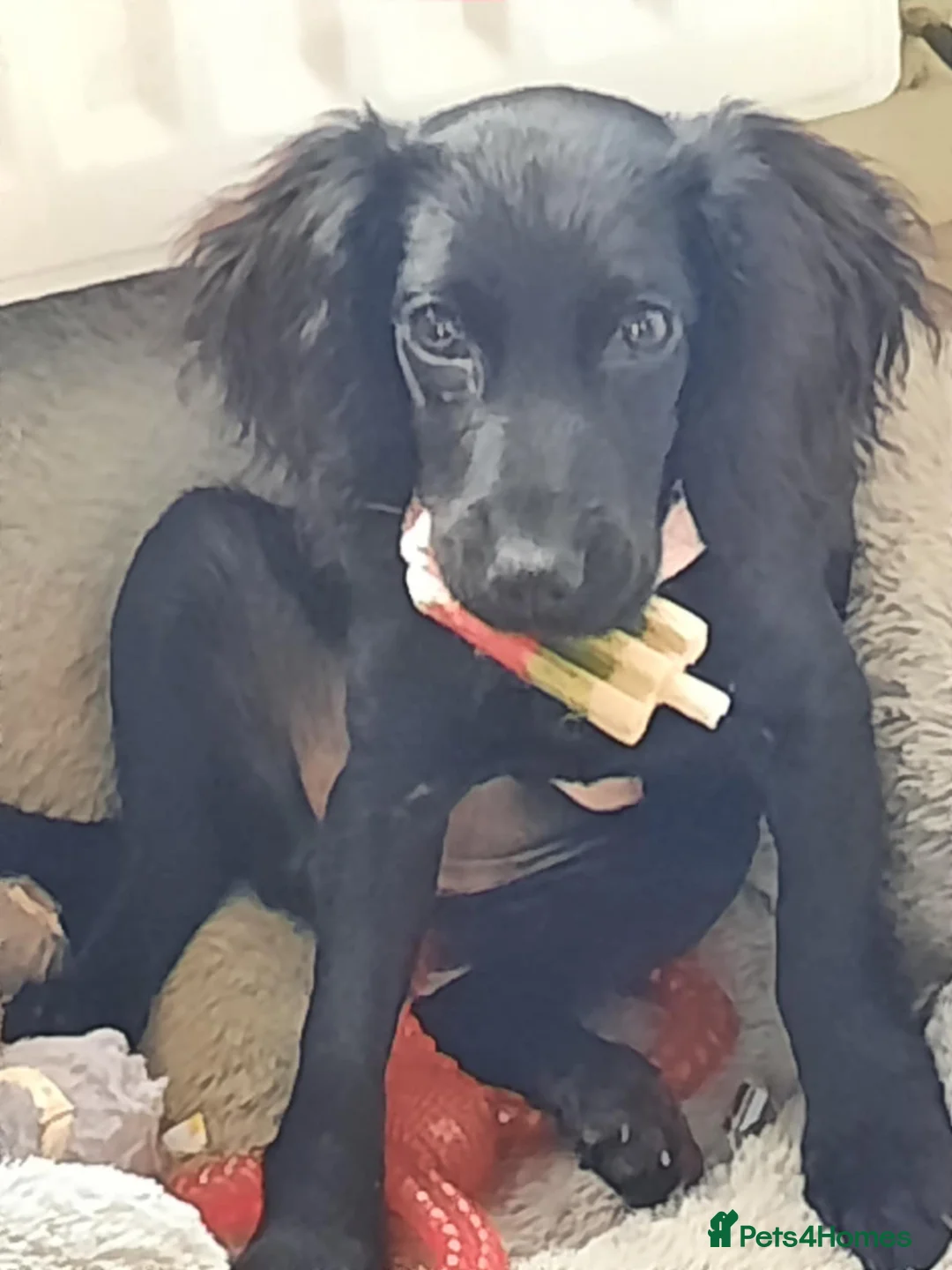 Cocker Spaniel dogs for sale: Cocker spaniel pup  - Advert 15