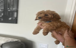 Cavapoo dogs for sale: Cavapoos  - Image 13