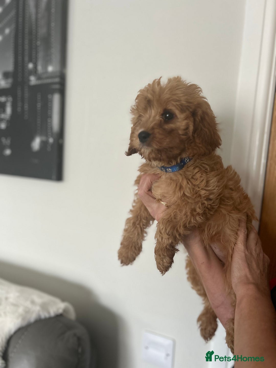 Cavapoo dogs for sale: Cavapoos  - Image 13