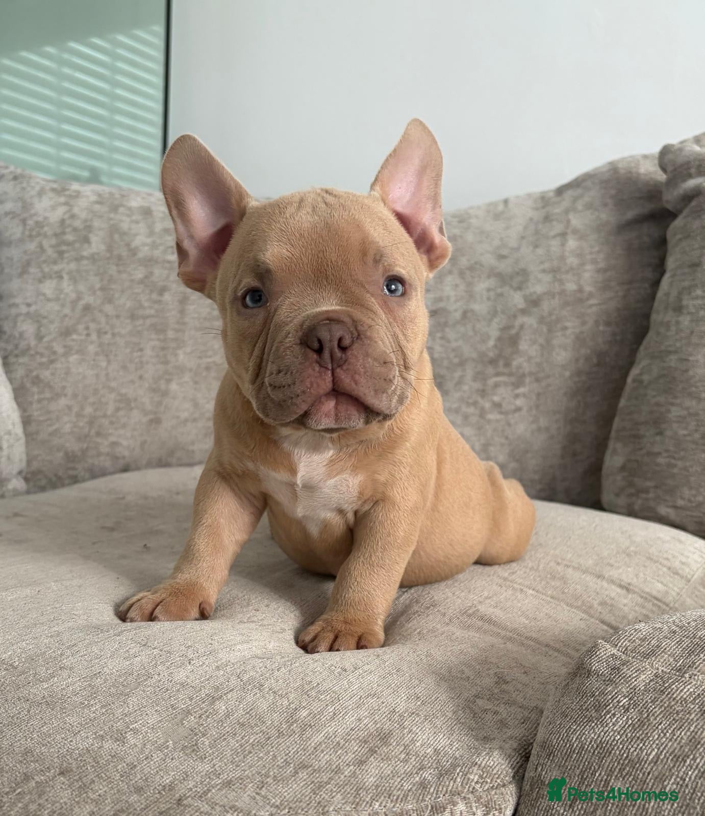 American Bully dogs Quality Pocket bully pups - Advert 15