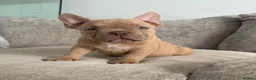 American Bully dogs for sale: Quality Pocket bully pups - Advert 3