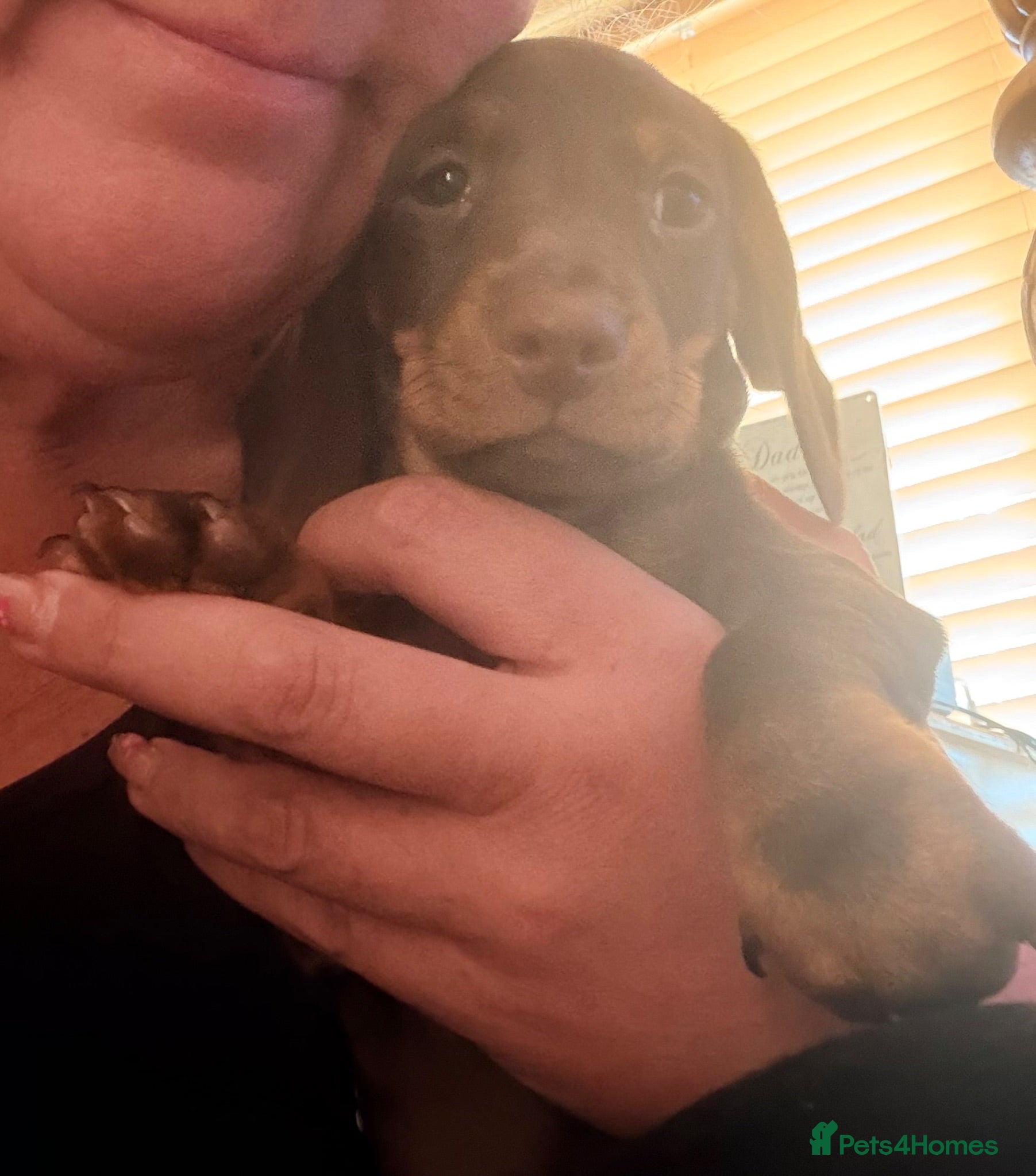Miniature Dachshund dogs Smooth haired miniature Daschund babies - Advert 16