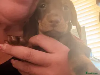 Miniature Dachshund dogs Smooth haired miniature Daschund babies - Advert 16