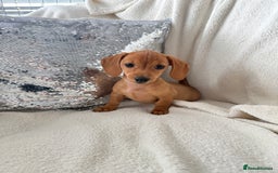 Miniature Dachshund dogs for sale: Miniature red dachshunds - Image 11