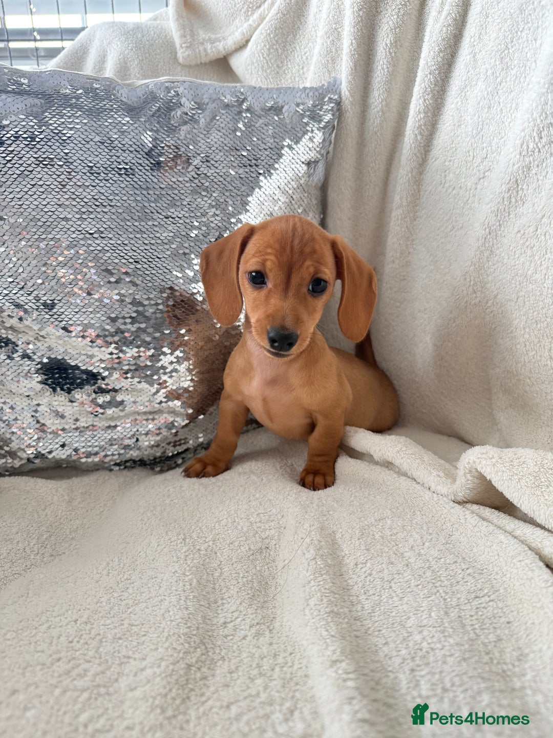 Miniature Dachshund dogs for sale: Miniature red dachshunds - Image 11