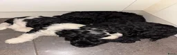 Cockapoo dogs for stud: ‼️UPDATED‼️ STUD available! PROVEN TOY cockapoo - Advert 13