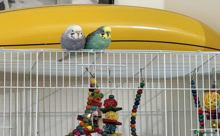 Budgerigars birds - Advert 1
