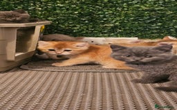 British Shorthair cats for sale: BSH BLUE AND BSH GOLD KITTENS Ready now! - Image 33