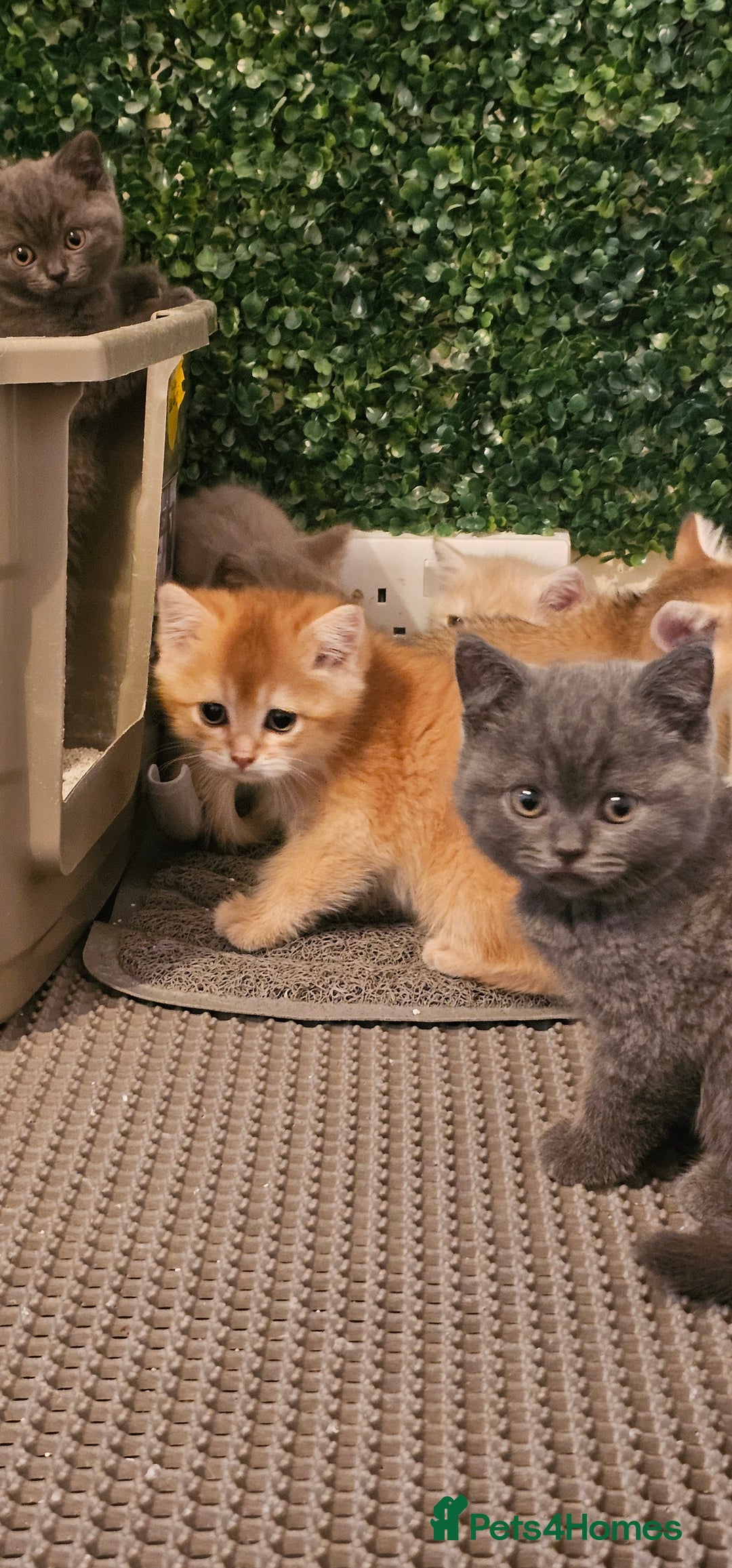British Shorthair cats for sale: BSH BLUE AND BSH GOLD KITTENS Ready now! - Image 33