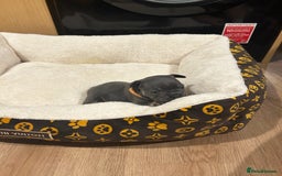 French Bulldog dogs for sale: 5⭐️ french bulldog pups 🐾 - Image 8